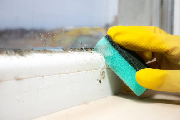 Professional Mold Removal in Brookfield, NJ
