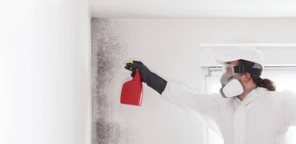 Best Black Mold Removal  in Brookfield, NJ