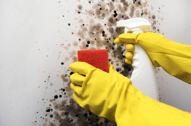 Best Water Damage Restoration  in Brookfield, NJ