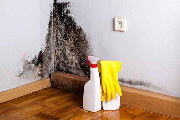 Best Mold Remediation Services  in Brookfield, NJ