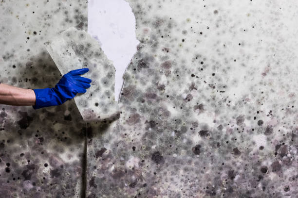 Best Black Mold Removal  in Brookfield, NJ