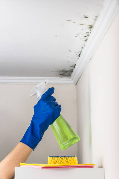 Best Affordable Mold Removal  in Brookfield, NJ